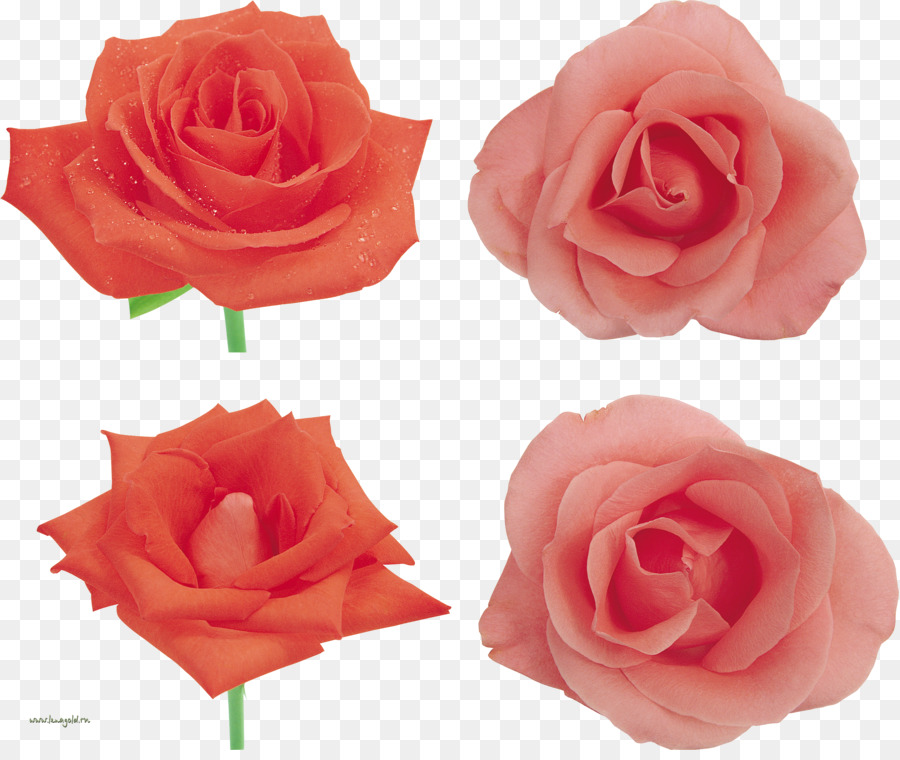 Rosas，Vermelho PNG