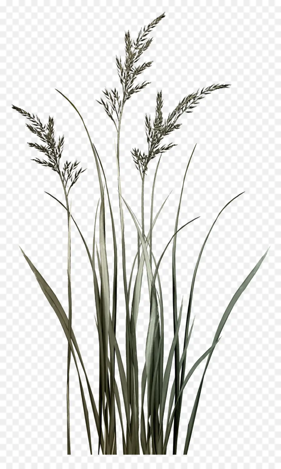 Sweet Grass，Galho PNG