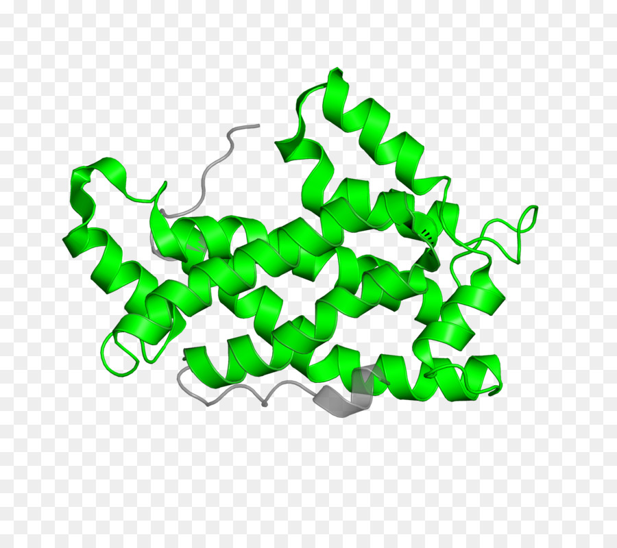 Proteína，Molécula PNG