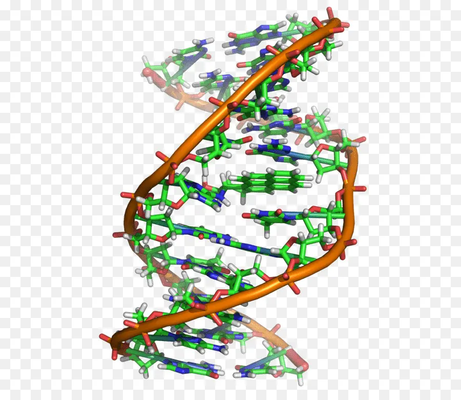 Estrutura Do Dna，Genética PNG