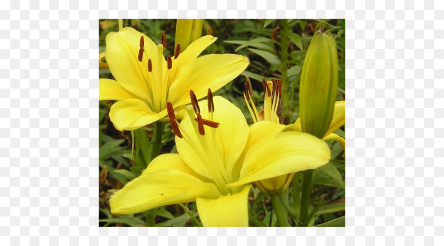 Hemerocallis， PNG