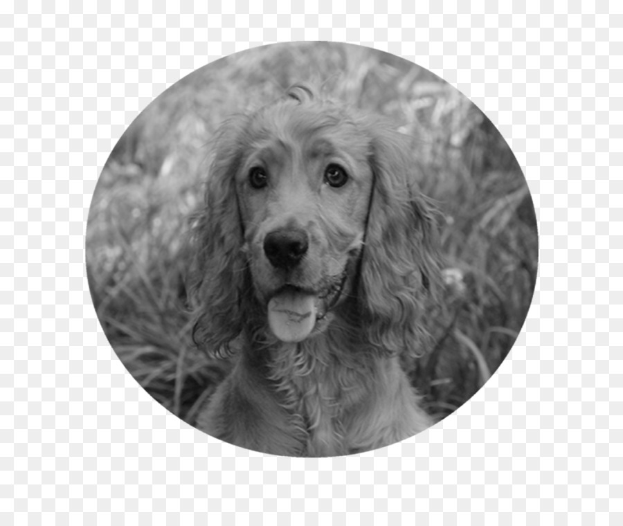 Boykin Spaniel，Cocker Spaniel Inglês PNG