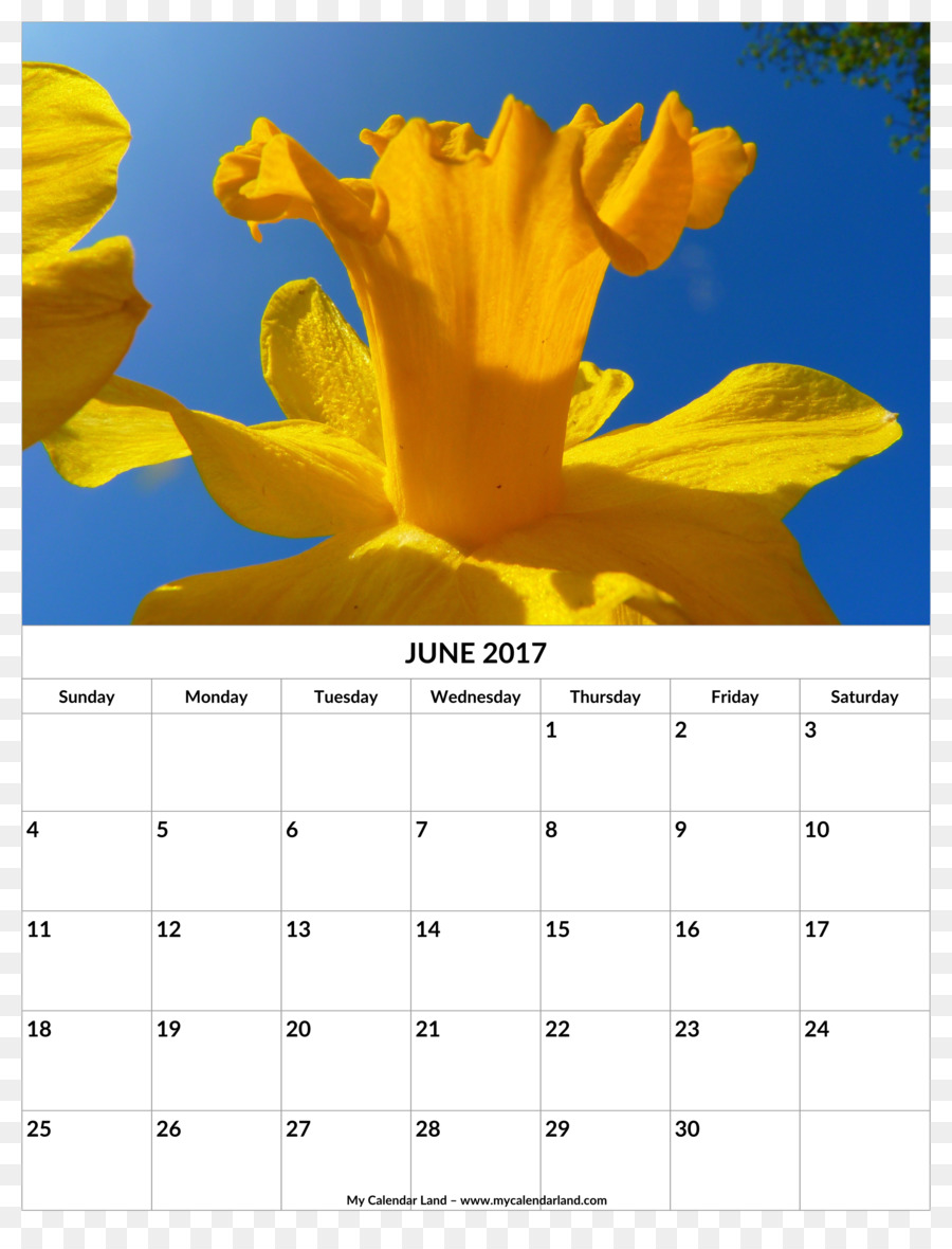 Calendário，Bunchflowered Narciso PNG
