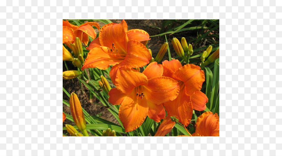 Lilium，Terra Ceia Fazendas PNG