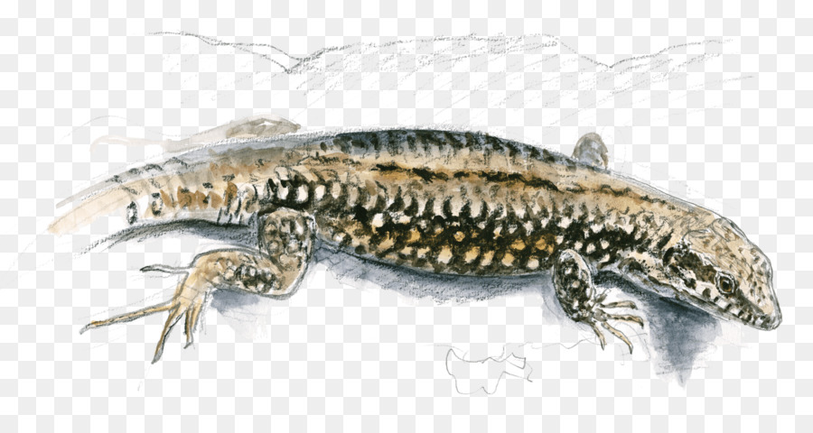 Gecko，Eidechse PNG