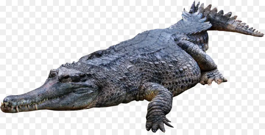 Crocodilo，Réptil PNG