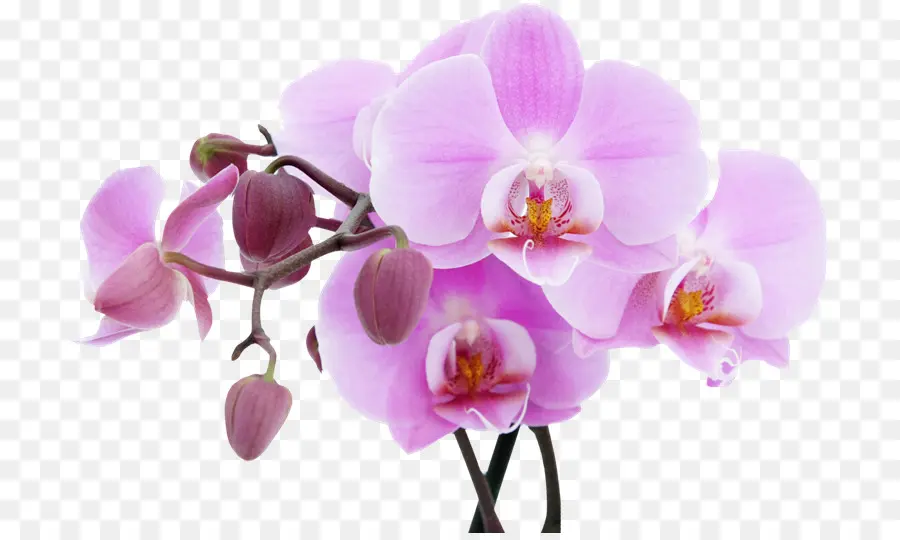 Orquídea，Flor PNG