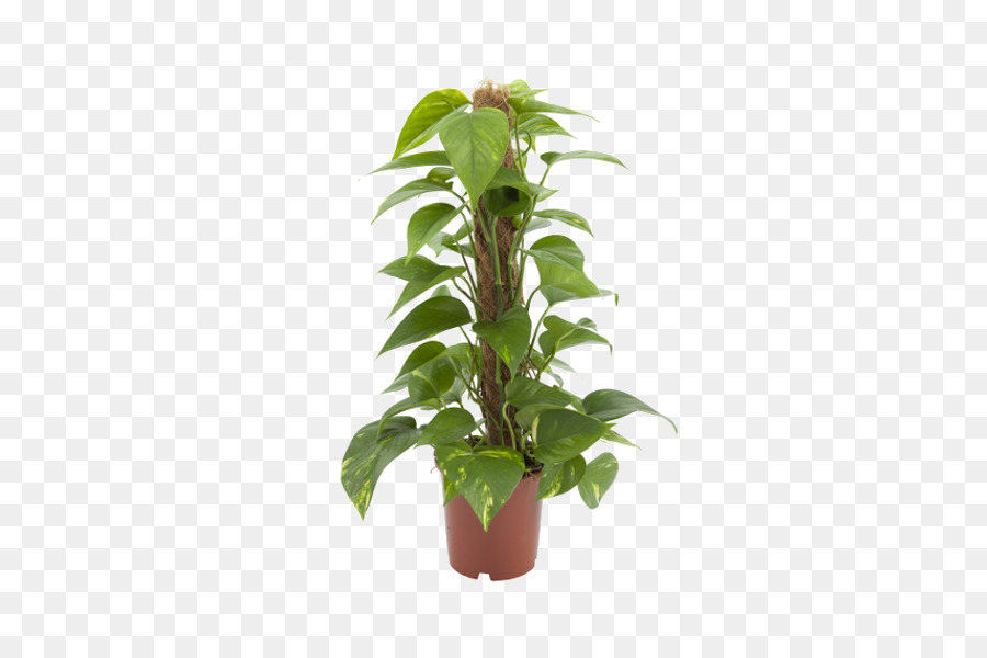 Diabo Ivy，Stephanotis Floribunda PNG