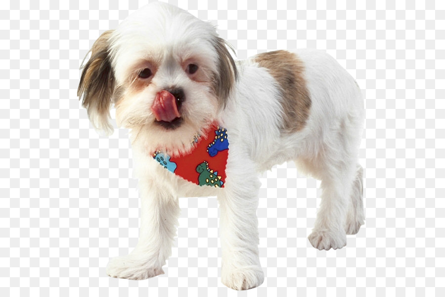 Cavachon，Shih Tzu PNG