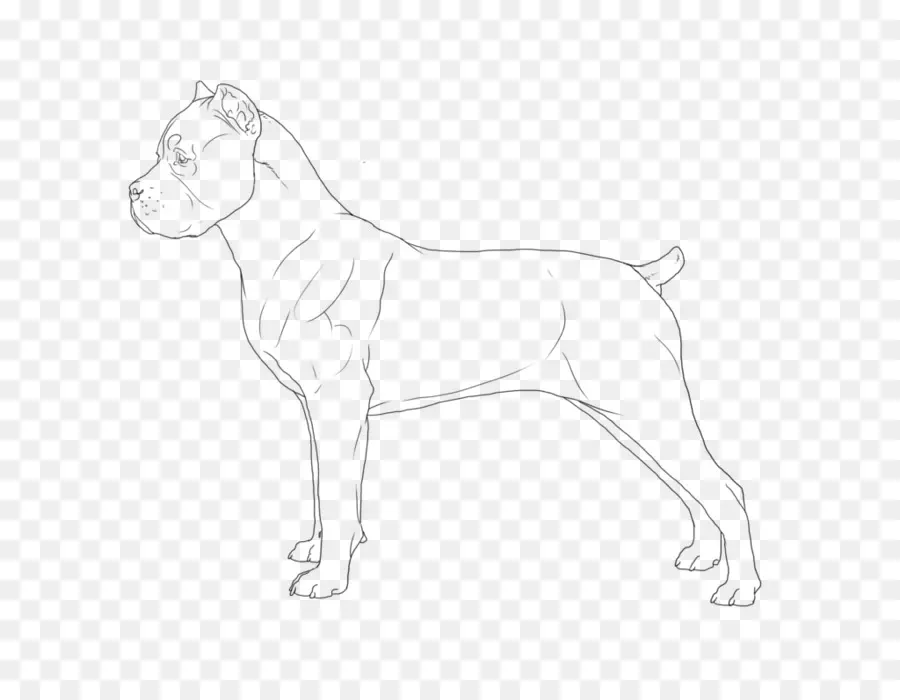 Raça Do Cão，Cachorro PNG