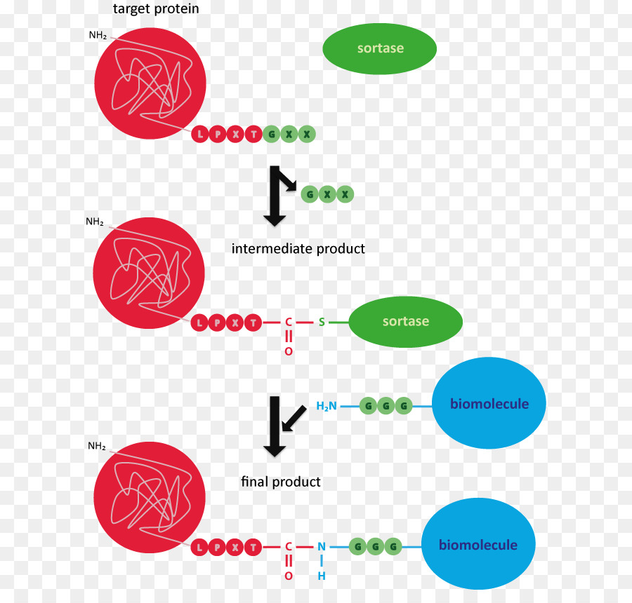 Sortase，Enzima PNG