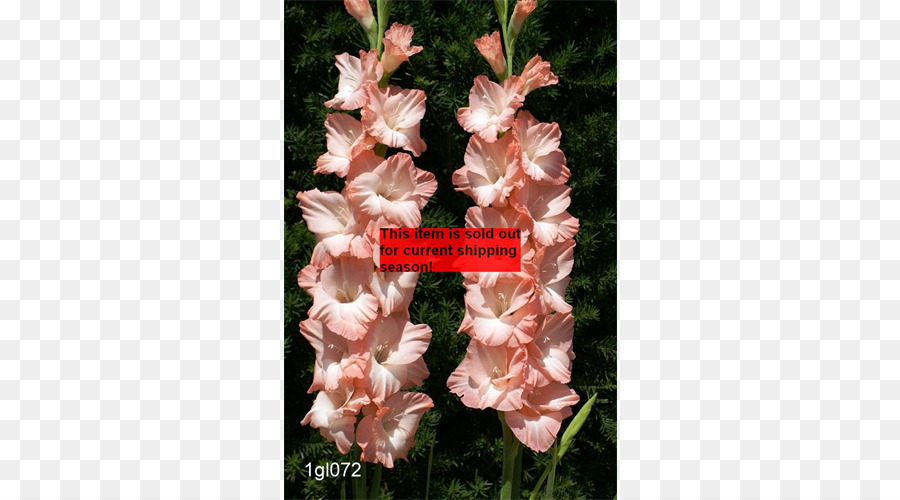 Gladiolus，Cor De Rosa PNG