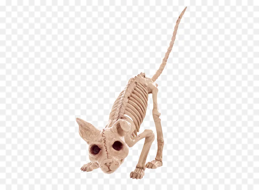 Esqueleto，Osso PNG