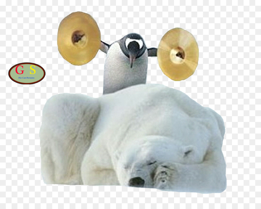 Pinguim E Urso Polar，Pratos PNG