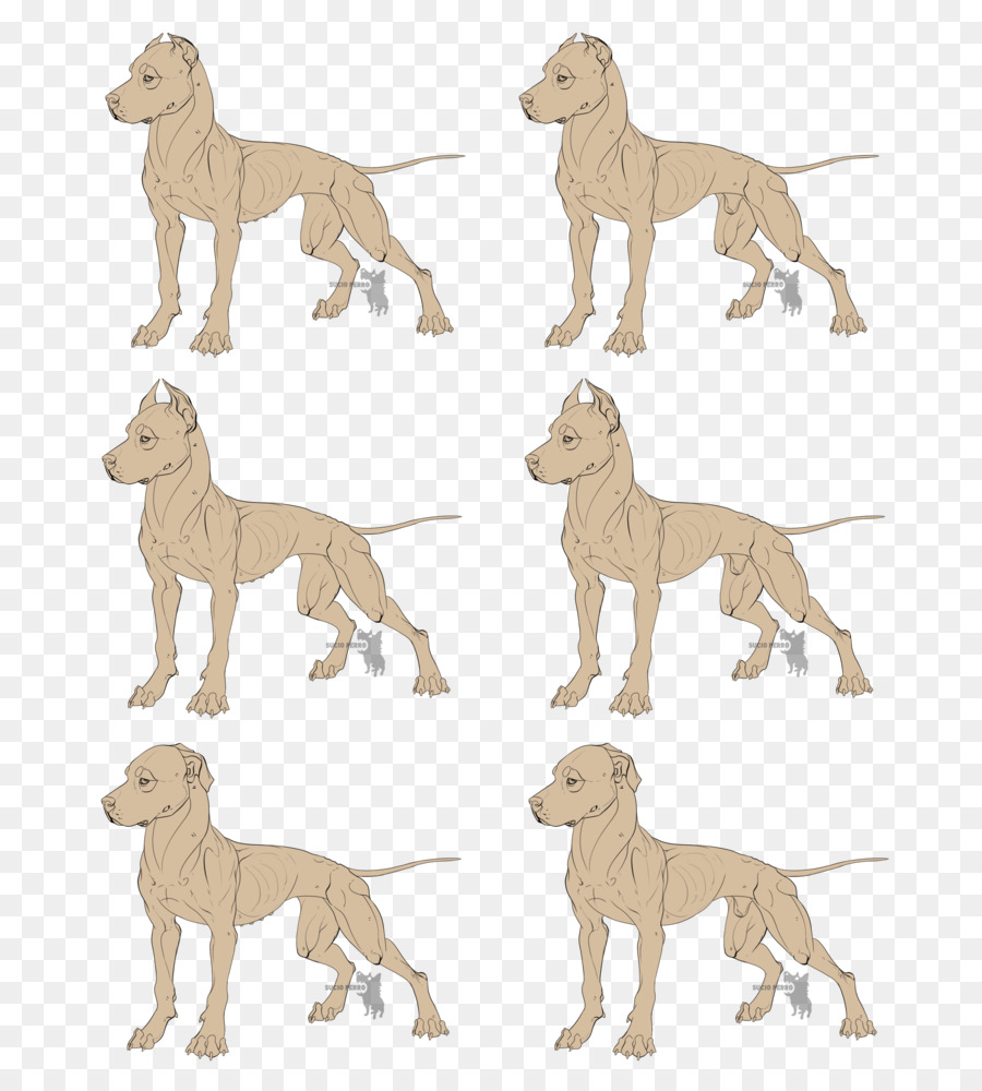 Cachorro，De Pé PNG