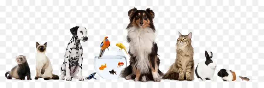 Animais De Estimação，Cachorro PNG