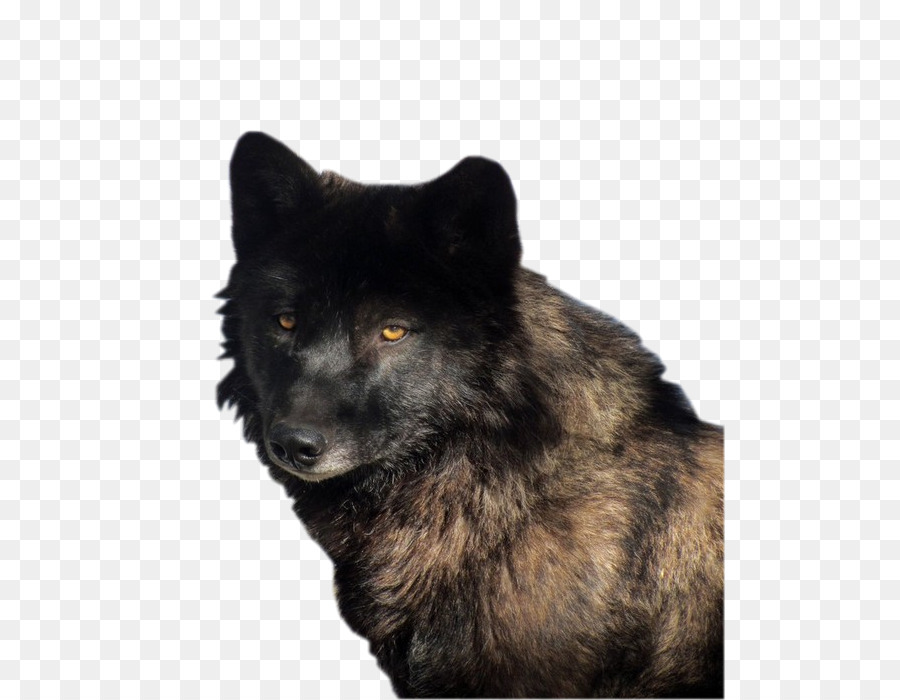 Kunming Wolfdog，Saarloos Wolfdog PNG