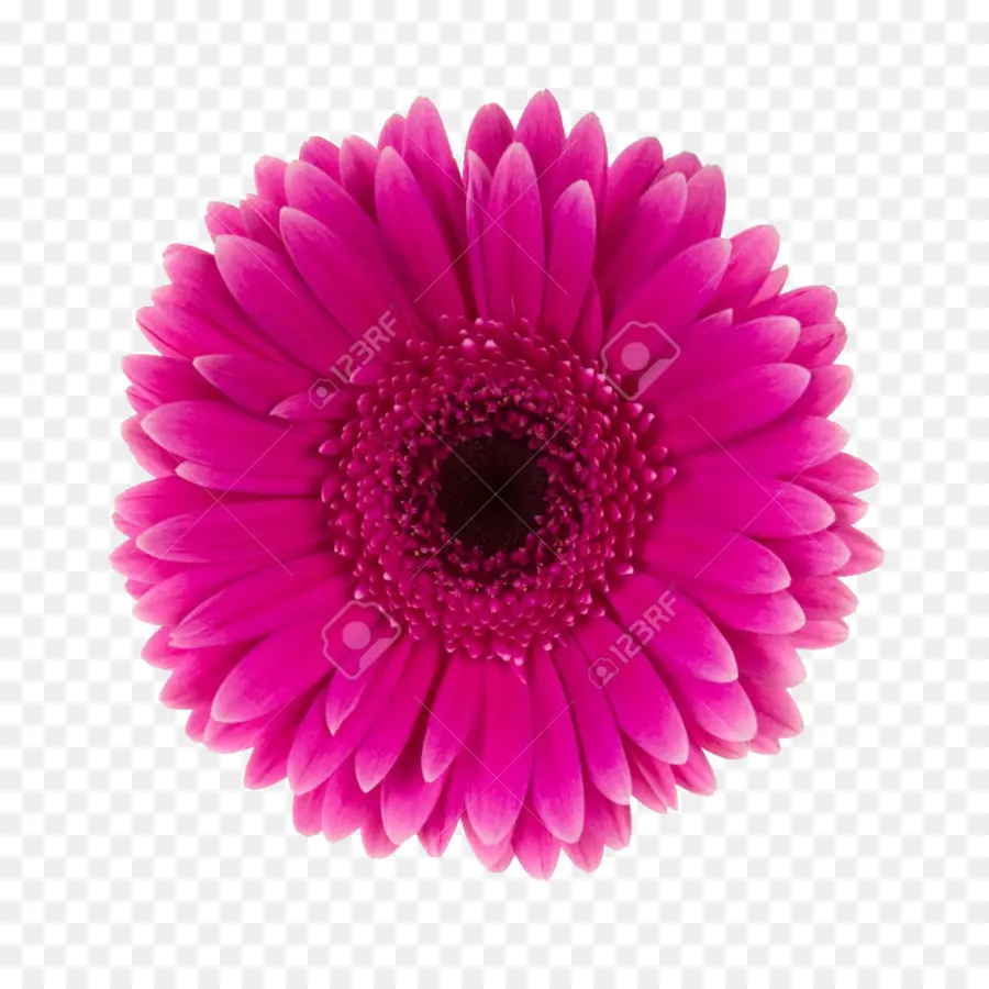 Dahlia，Flor PNG