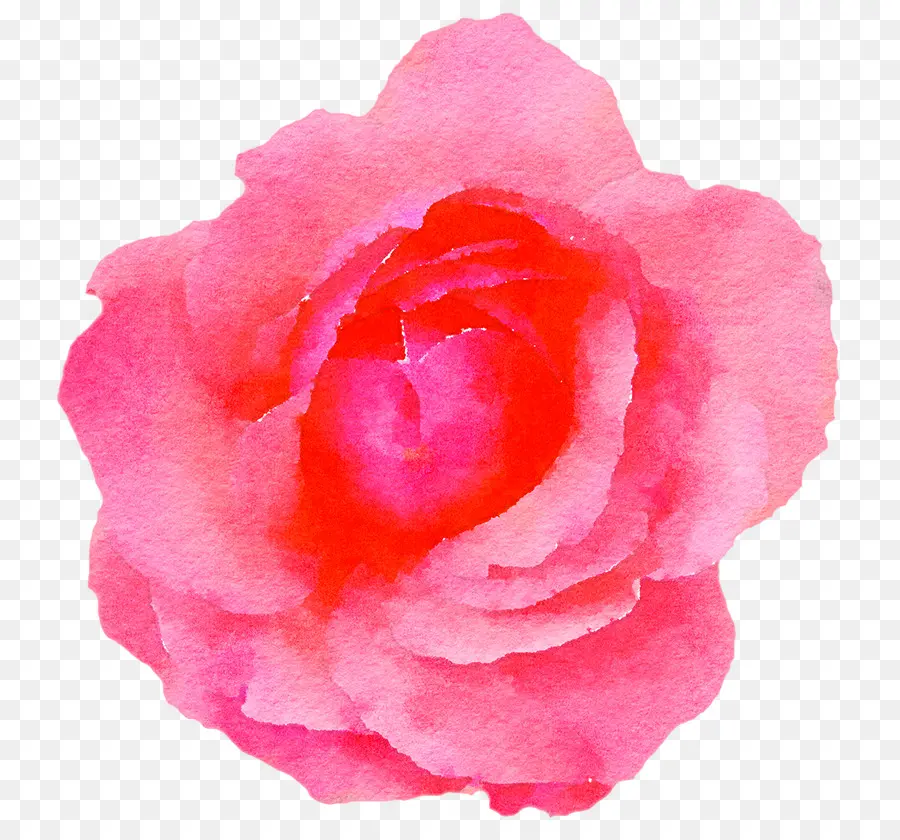 Rosa Pêssego，Folhas PNG