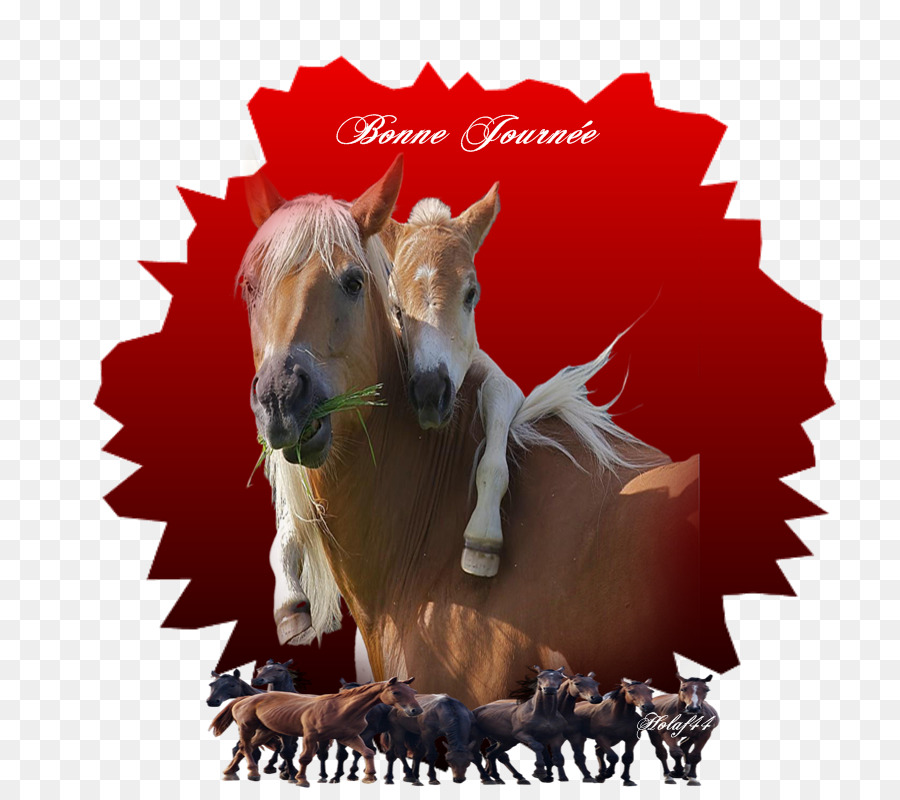 Mustang，De Pônei PNG