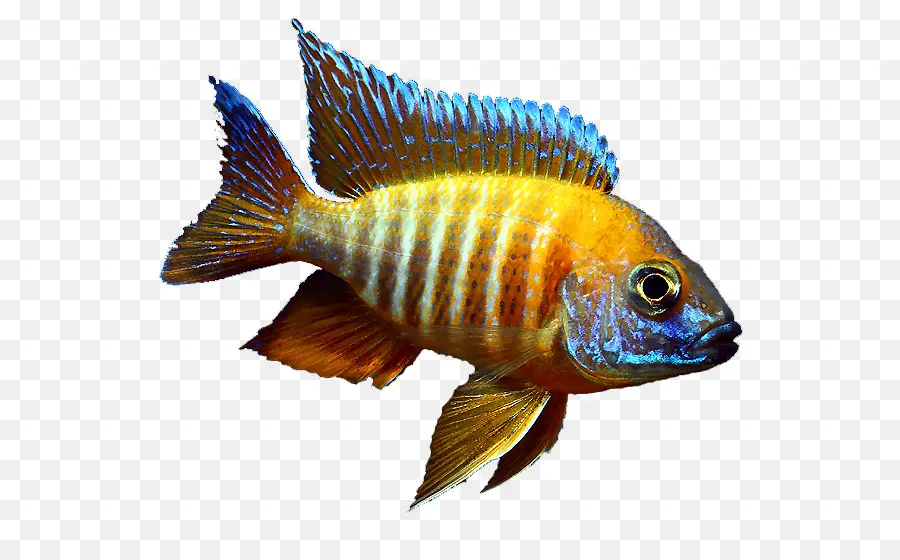 Peixe Colorido，Aquático PNG