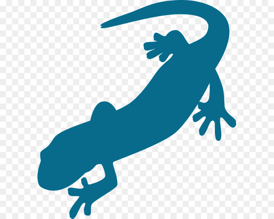 Salamandra，Vertebrados PNG