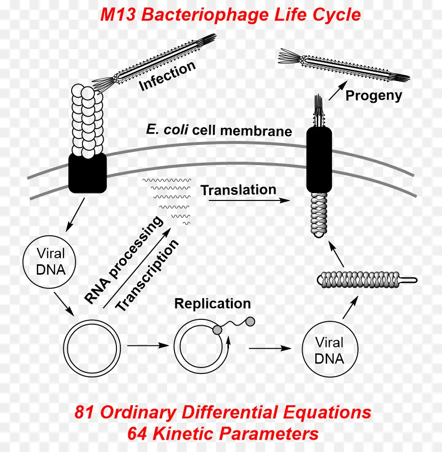 Bacteriófago M13，Bacteriófago PNG