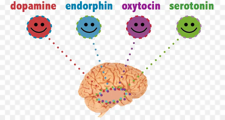 Atender às Suas Feliz Produtos Químicos Dopamina Endorfina Oxitocina A Serotonina，Felicidade PNG