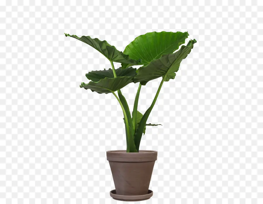 Planta Em Vaso Verde，Folhas PNG