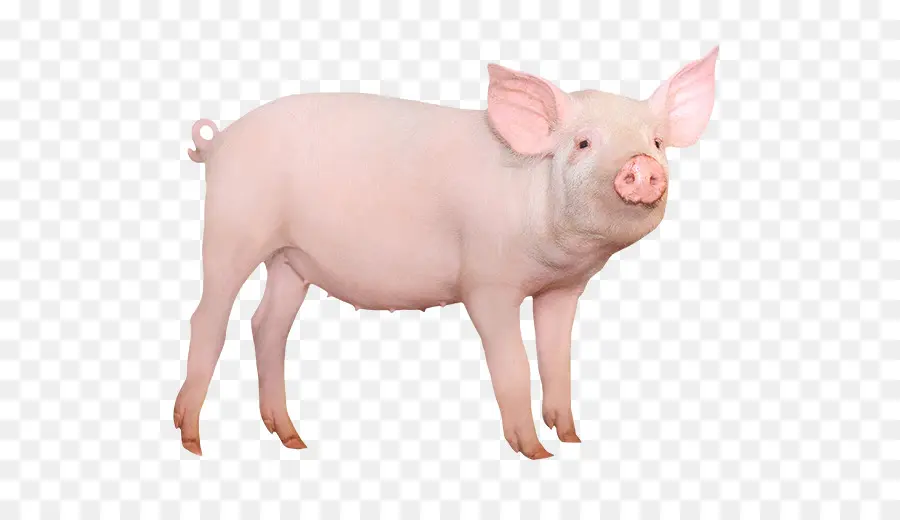 Grande Porco Branco，Miniatura De Porco PNG