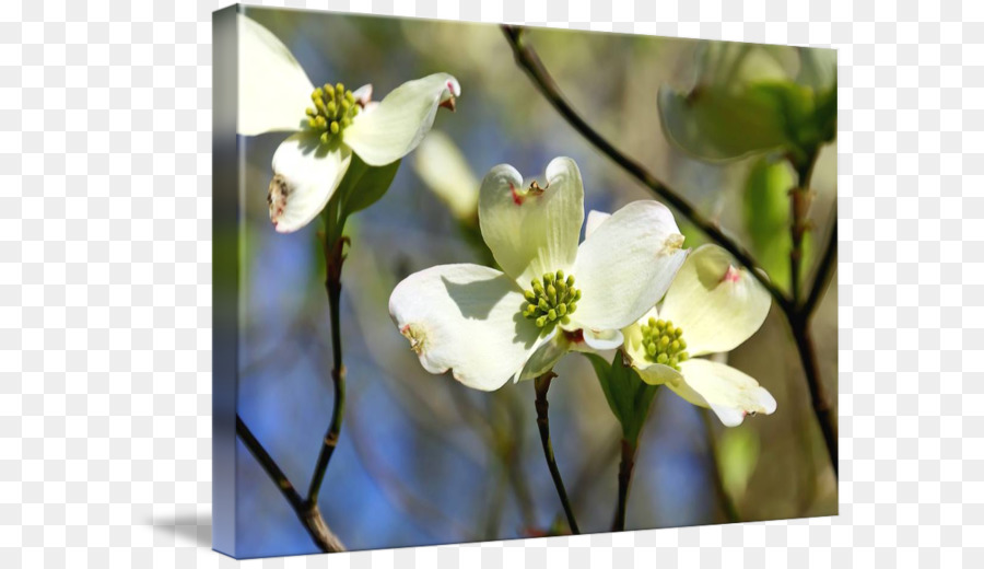 Flora，Floração Dogwood PNG