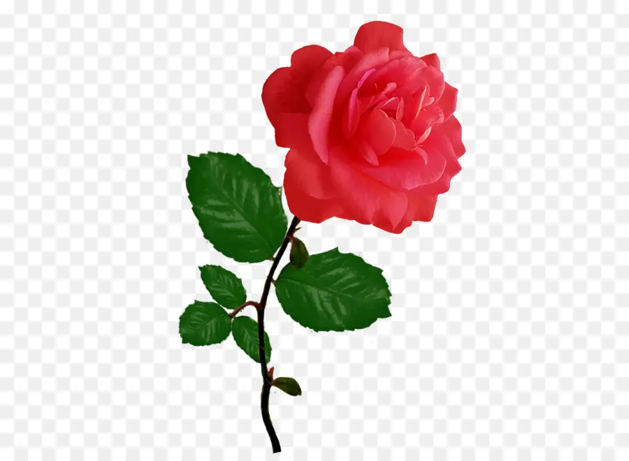 Rosa Rosa，Flor PNG