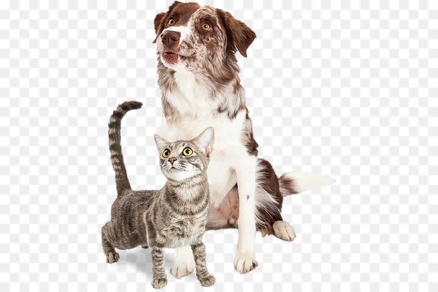 Cão E Gato，Cachorro PNG