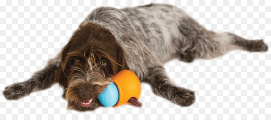 Wirehaired Apontando Grifo，Brinquedos Para Cães PNG