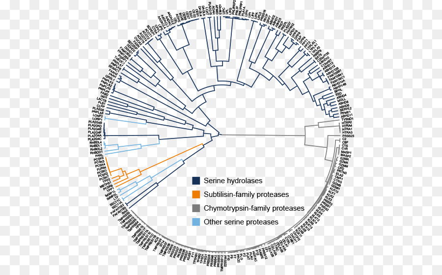 Serina Hydrolase，Hydrolase PNG