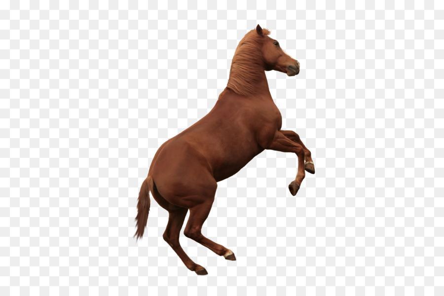 Mustang，A American Paint Horse PNG
