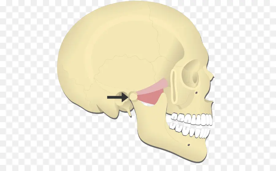 Diagrama Do Crânio，Osso PNG