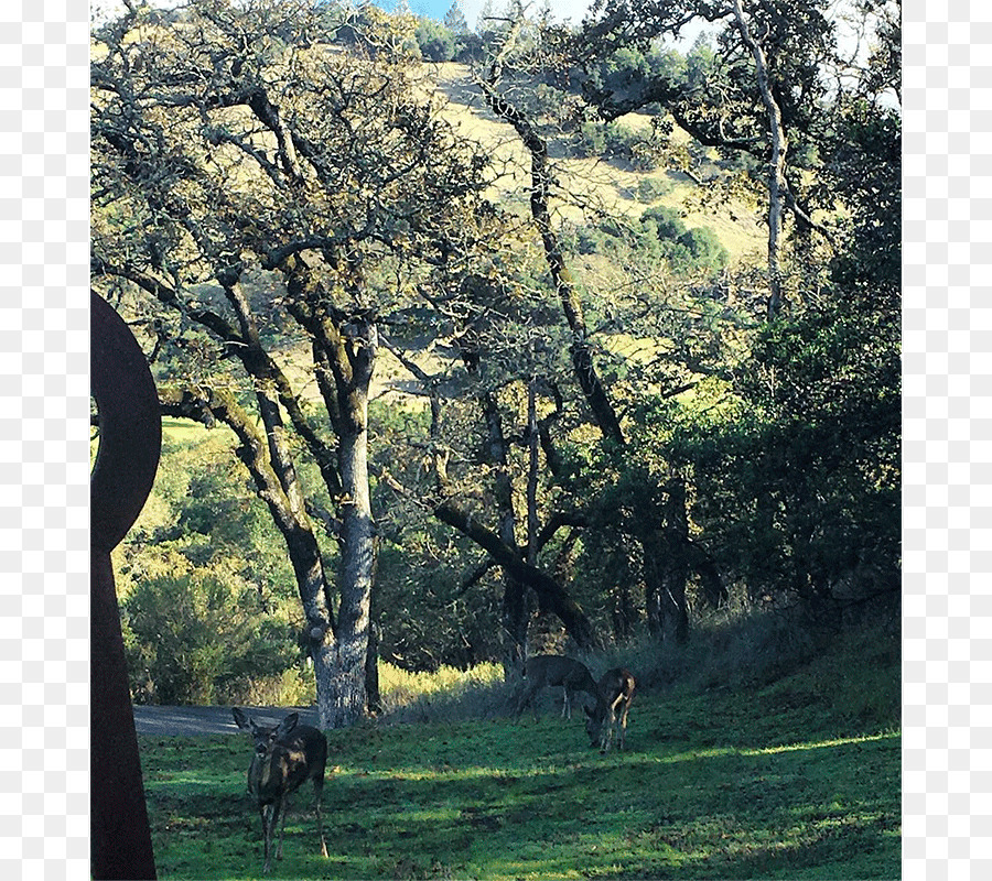 Clube De Golfe Mayacama，Sonoma PNG