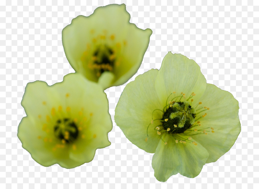 Flor，Planta Herbácea PNG