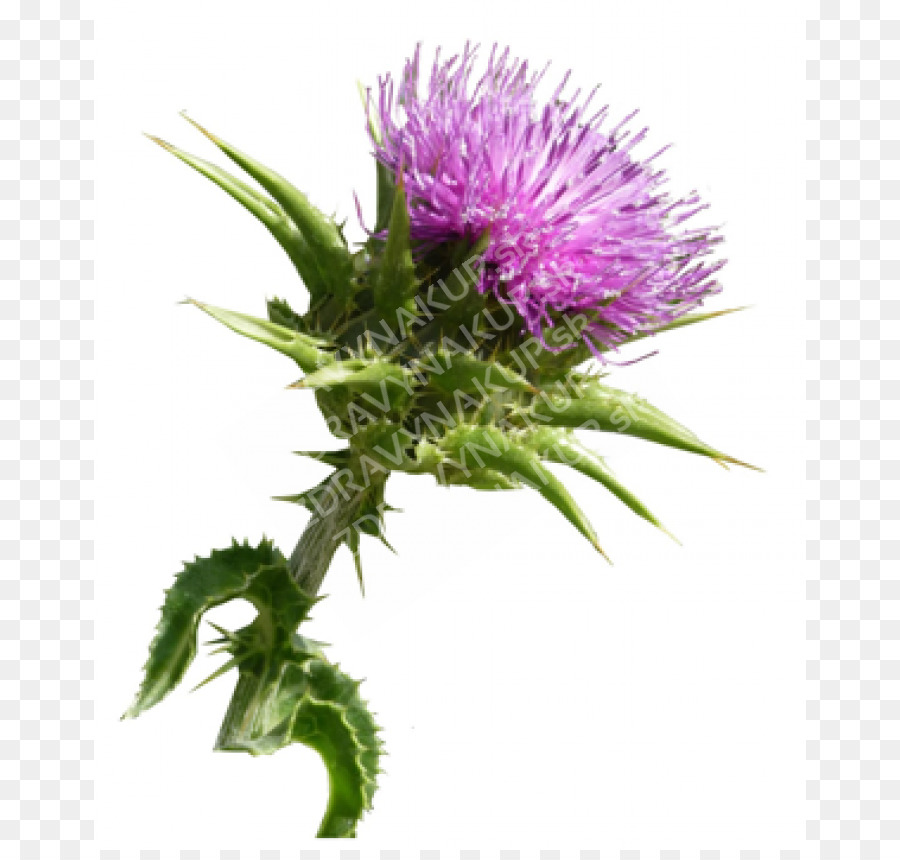 Cardo De Leite，Thistle PNG