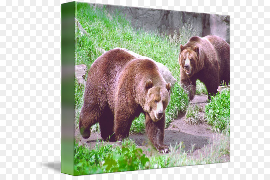 Grizzly Bear，Americano Urso Preto PNG