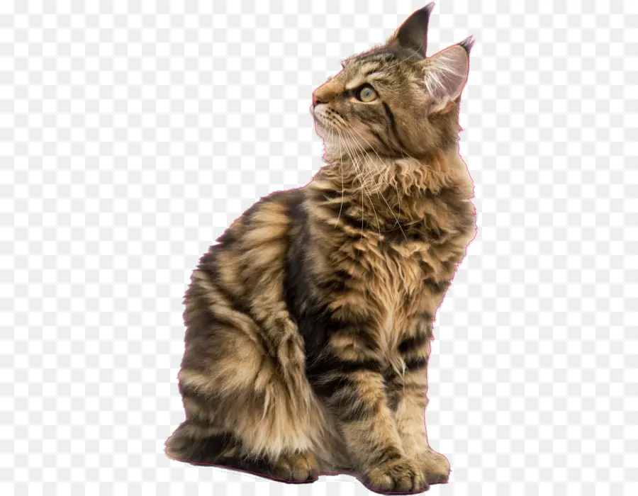 Maine Coon，Gato Siberiano PNG