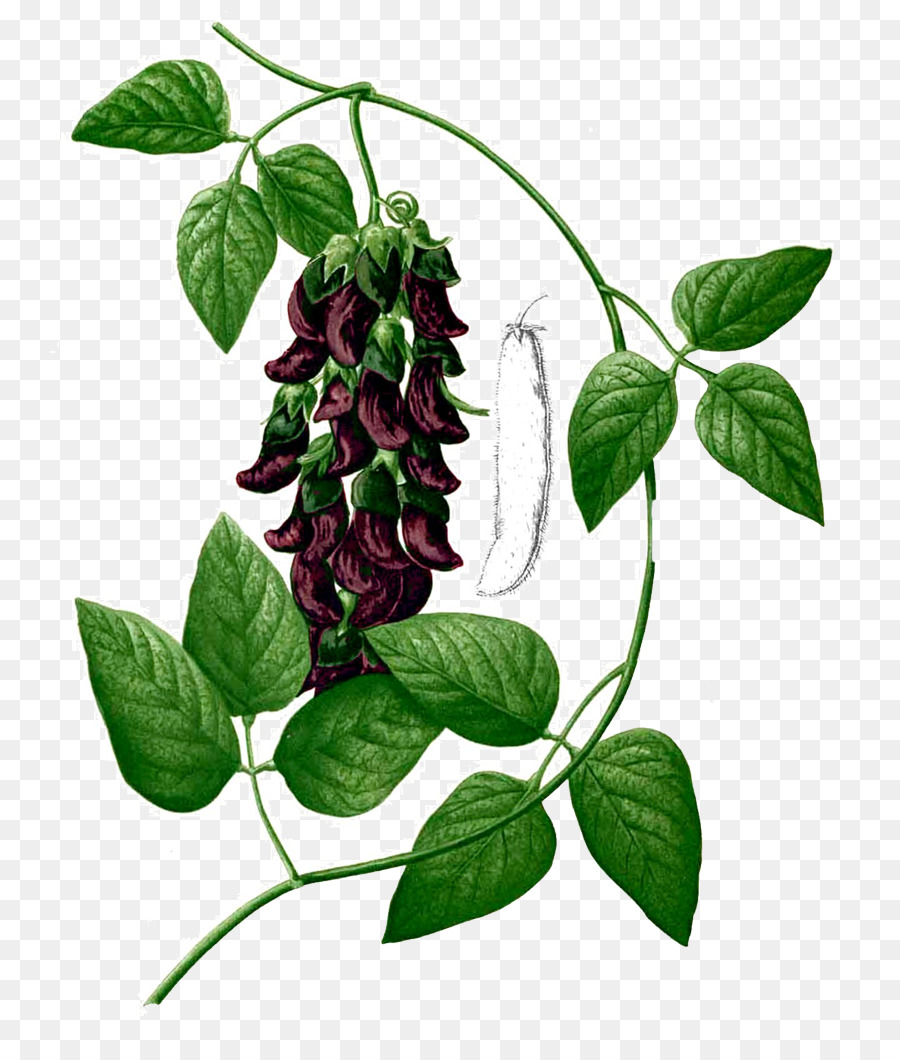 Velvet Bean，Levodopa PNG