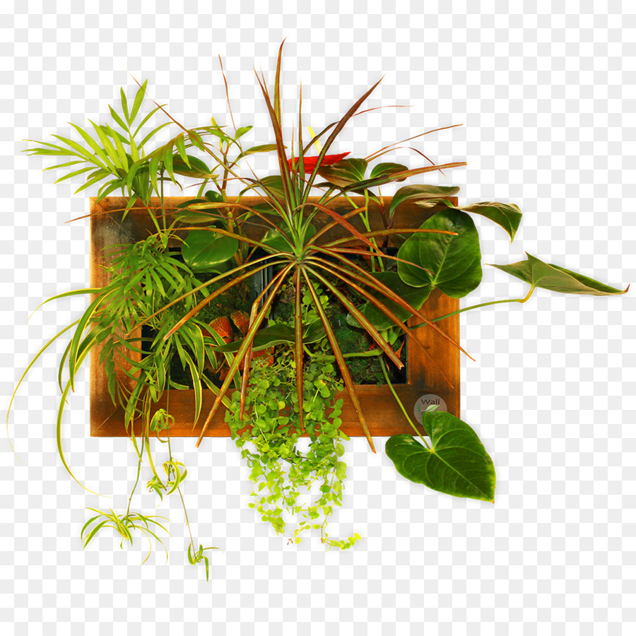 Planta De Casa，Flowerpot PNG