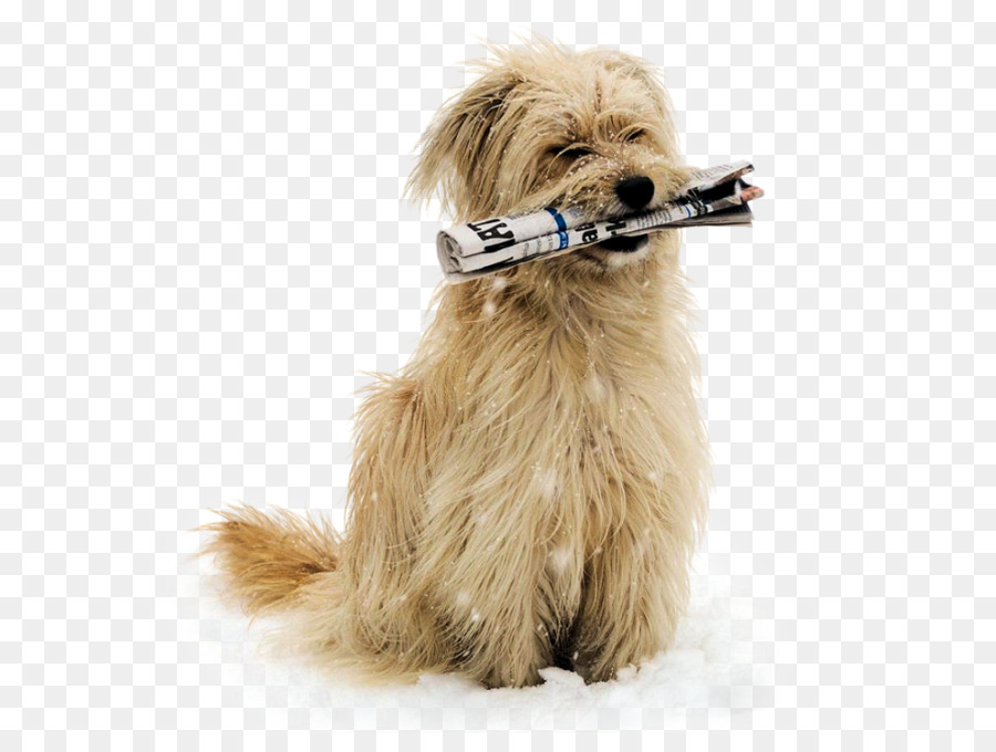 Norfolk Terrier，Filhote De Cachorro PNG