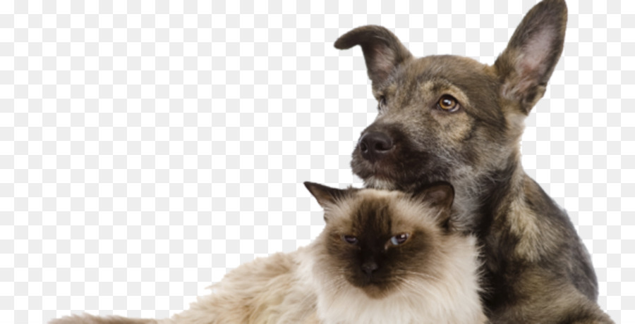 Siamese Cat，Bigodes PNG