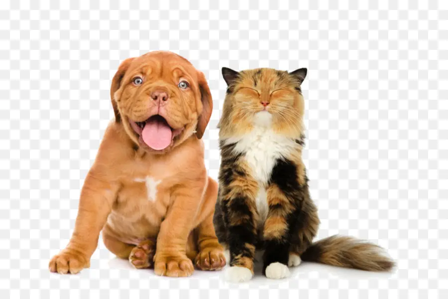 Cachorro E Gato，Cachorro PNG