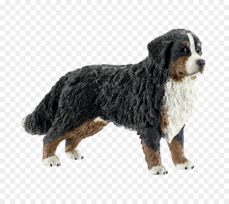 Bernese Mountain Dog，Border Collie PNG