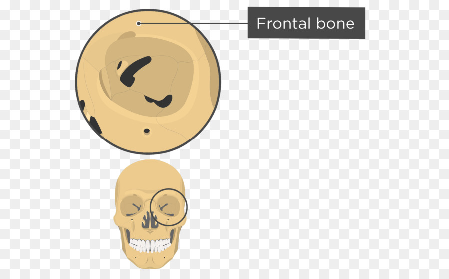 Crânio Humano，Crânio PNG