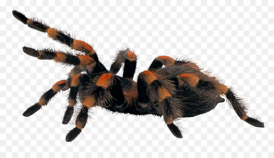 Aranha，Brachypelma Hamorii PNG